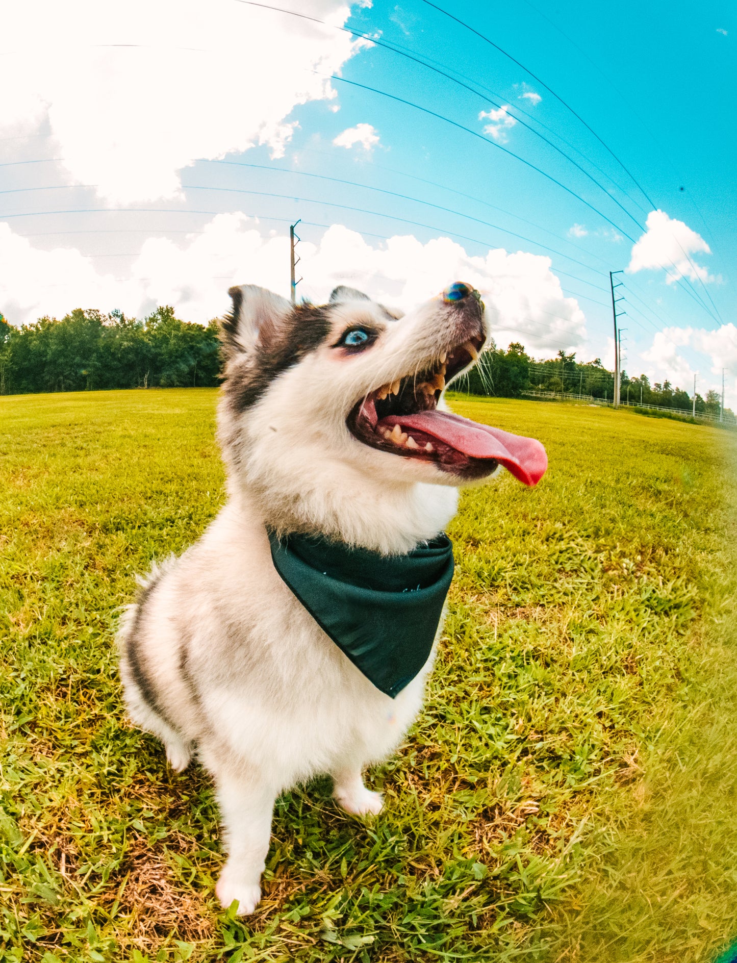 Faith Logo Pet Bandana
